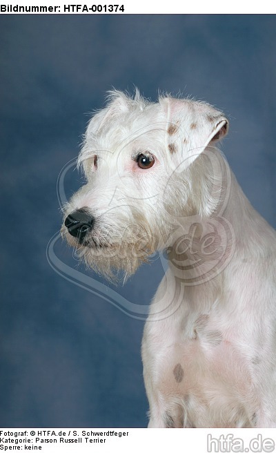 Parson Russell Terrier / HTFA-001374