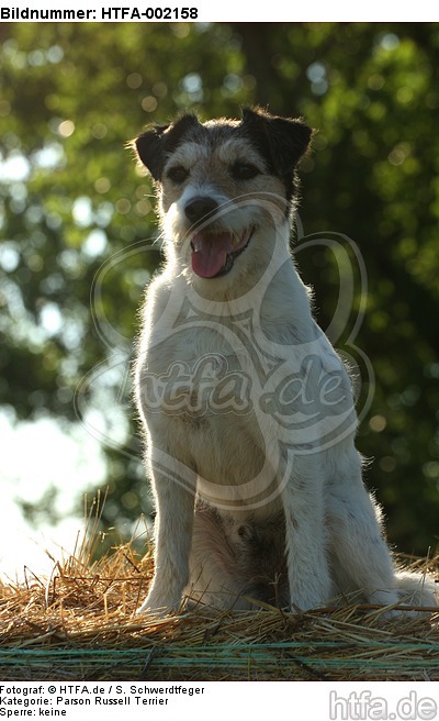 Parson Russell Terrier / HTFA-002158