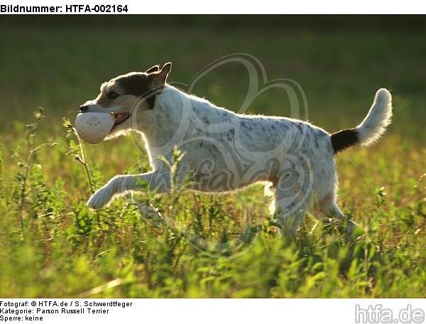 Parson Russell Terrier / HTFA-002164
