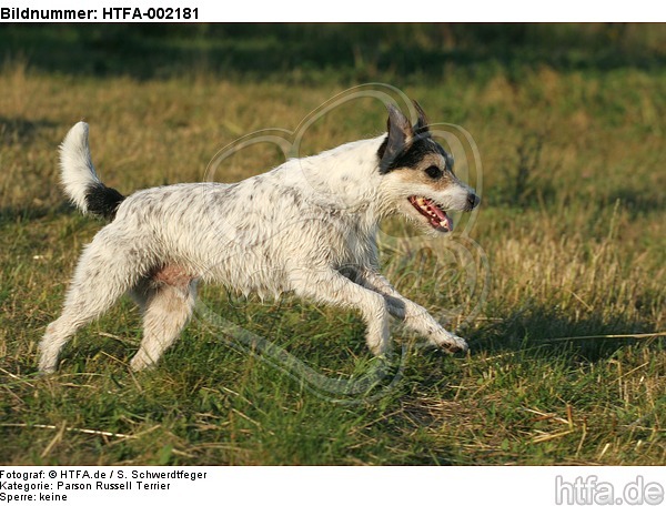 Parson Russell Terrier / HTFA-002181