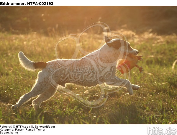 Parson Russell Terrier / HTFA-002193
