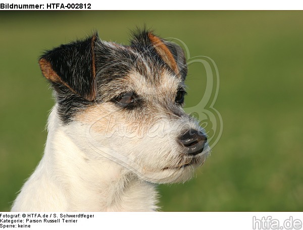 Parson Russell Terrier / HTFA-002812