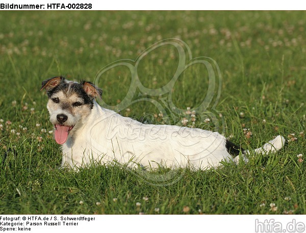 Parson Russell Terrier / HTFA-002828