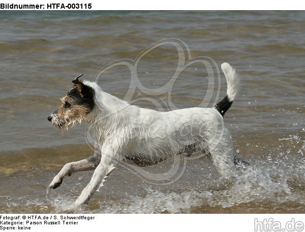 Parson Russell Terrier / HTFA-003115