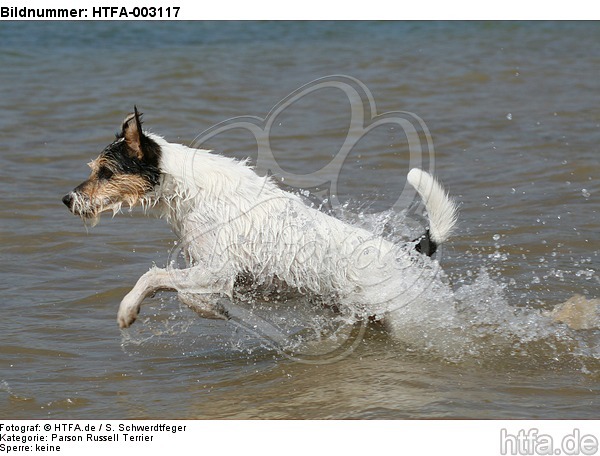Parson Russell Terrier / HTFA-003117