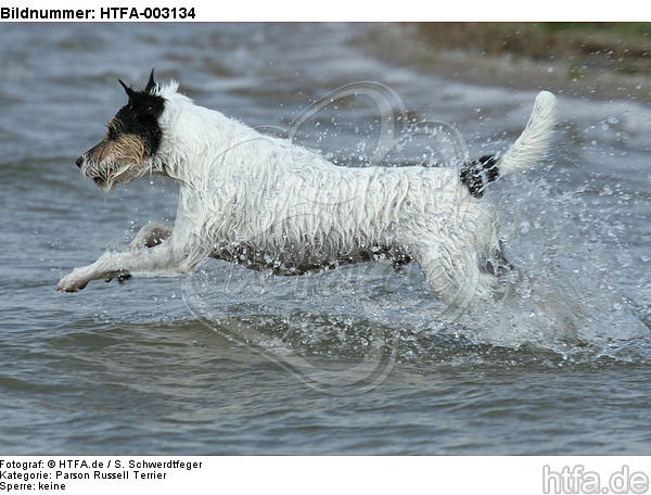 Parson Russell Terrier / HTFA-003134