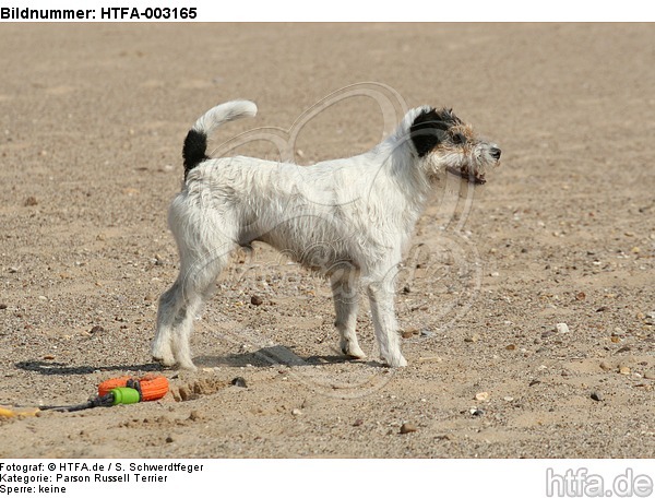 Parson Russell Terrier / HTFA-003165