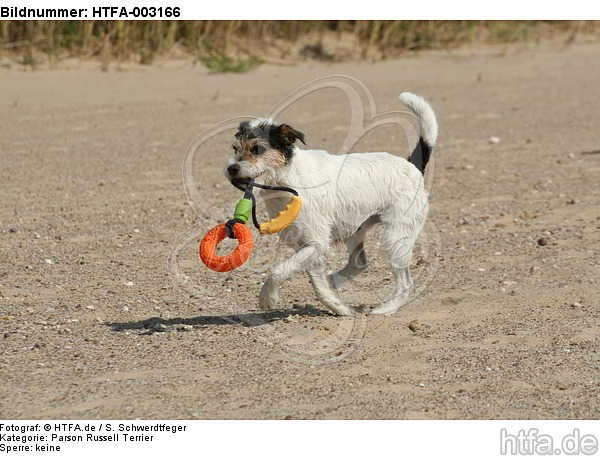 Parson Russell Terrier / HTFA-003166