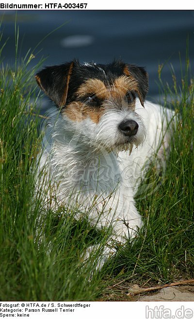 Parson Russell Terrier / HTFA-003457