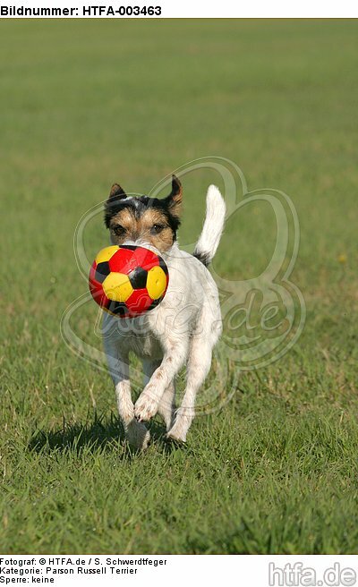 Parson Russell Terrier / HTFA-003463