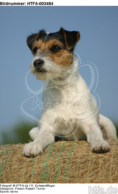 Parson Russell Terrier / HTFA-003484