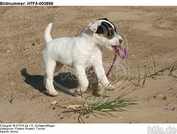 Parson Russell Terrier Welpe / parson russell terrier puppy / HTFA-003896