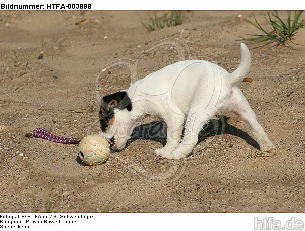 Parson Russell Terrier Welpe / parson russell terrier puppy / HTFA-003898