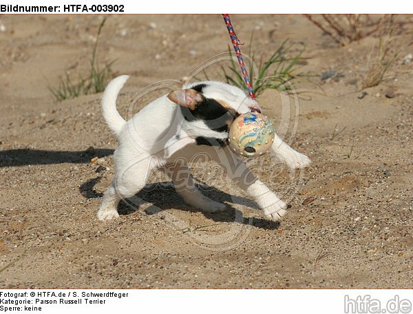 Parson Russell Terrier Welpe / parson russell terrier puppy / HTFA-003902