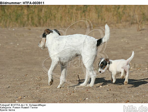 Parson Russell Terrier / HTFA-003911