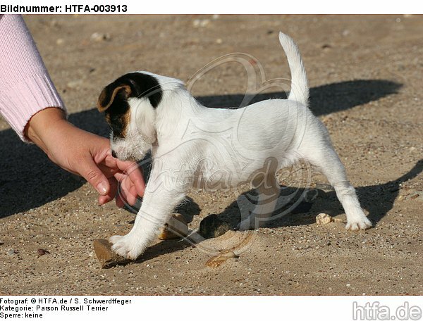 Parson Russell Terrier Welpe / parson russell terrier puppy / HTFA-003913