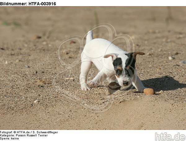 Parson Russell Terrier Welpe / parson russell terrier puppy / HTFA-003916