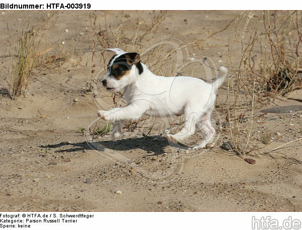 Parson Russell Terrier Welpe / parson russell terrier puppy / HTFA-003919