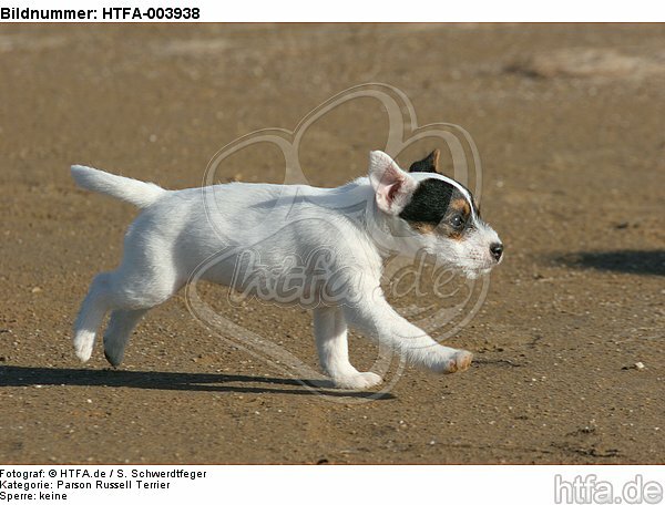 Parson Russell Terrier Welpe / parson russell terrier puppy / HTFA-003938