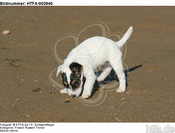 Parson Russell Terrier Welpe / parson russell terrier puppy / HTFA-003940