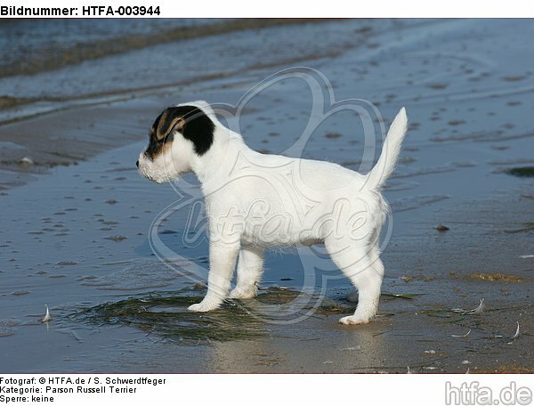 Parson Russell Terrier Welpe / parson russell terrier puppy / HTFA-003944