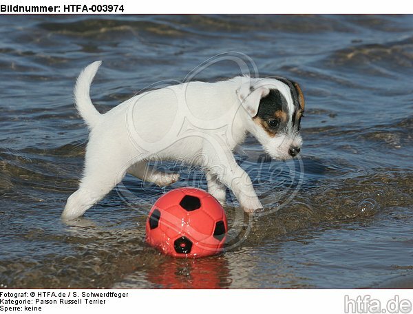 Parson Russell Terrier Welpe / parson russell terrier puppy / HTFA-003974