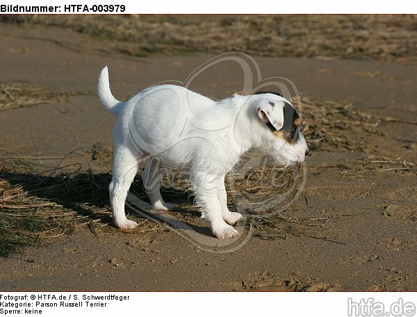 Parson Russell Terrier Welpe / parson russell terrier puppy / HTFA-003979