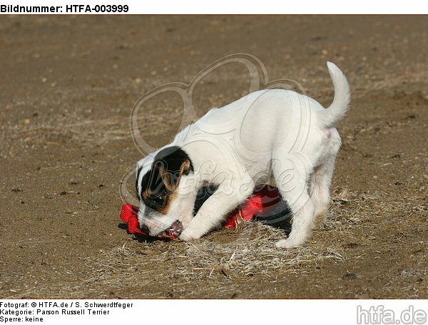 Parson Russell Terrier Welpe / parson russell terrier puppy / HTFA-003999