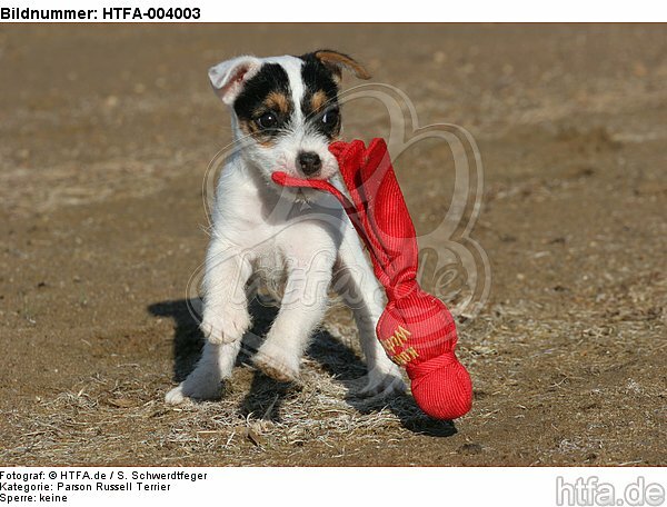 Parson Russell Terrier Welpe / parson russell terrier puppy / HTFA-004003