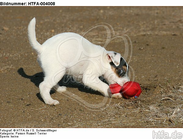 Parson Russell Terrier Welpe / parson russell terrier puppy / HTFA-004008