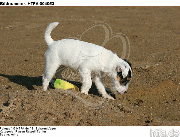 Parson Russell Terrier Welpe / parson russell terrier puppy / HTFA-004053