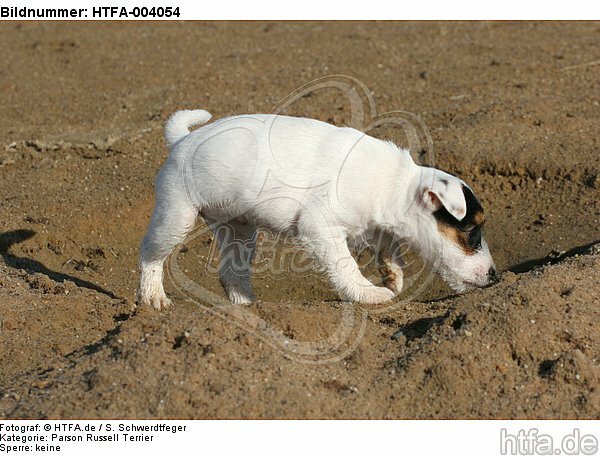 Parson Russell Terrier Welpe / parson russell terrier puppy / HTFA-004054