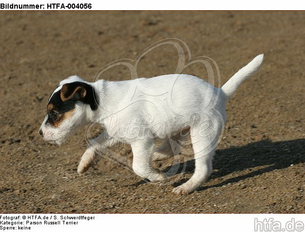 Parson Russell Terrier Welpe / parson russell terrier puppy / HTFA-004056