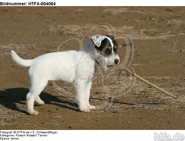 Parson Russell Terrier Welpe / parson russell terrier puppy / HTFA-004064