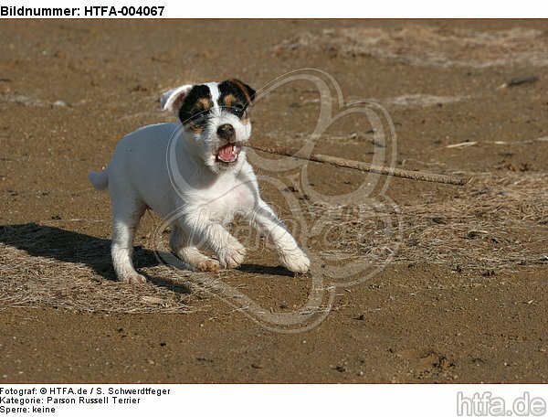 Parson Russell Terrier Welpe / parson russell terrier puppy / HTFA-004067