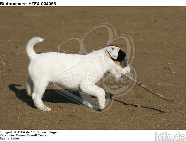 Parson Russell Terrier Welpe / parson russell terrier puppy / HTFA-004068