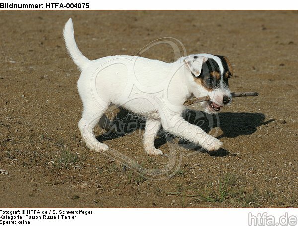 Parson Russell Terrier Welpe / parson russell terrier puppy / HTFA-004075