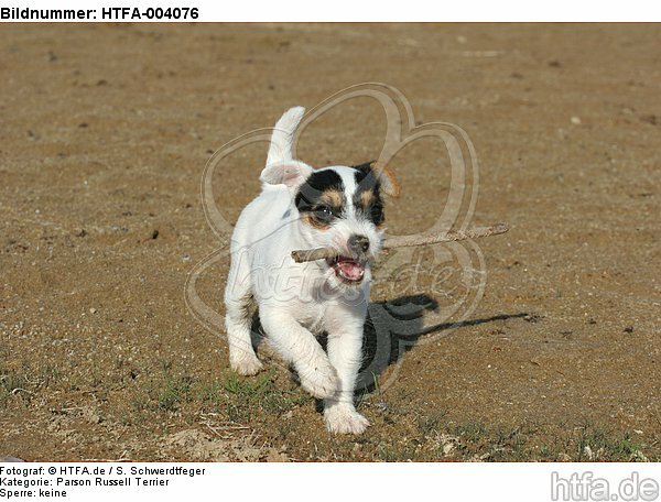 Parson Russell Terrier Welpe / parson russell terrier puppy / HTFA-004076