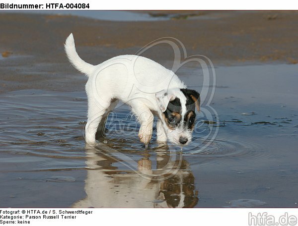 Parson Russell Terrier Welpe / parson russell terrier puppy / HTFA-004084