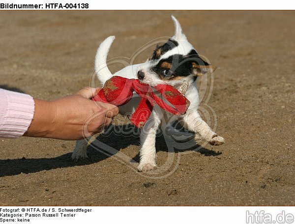 Parson Russell Terrier Welpe / parson russell terrier puppy / HTFA-004138