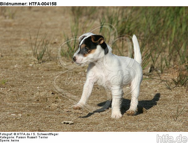 Parson Russell Terrier Welpe / parson russell terrier puppy / HTFA-004158