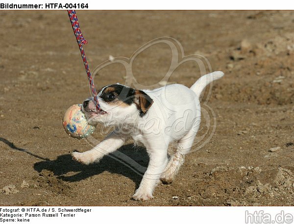 Parson Russell Terrier Welpe / parson russell terrier puppy / HTFA-004164