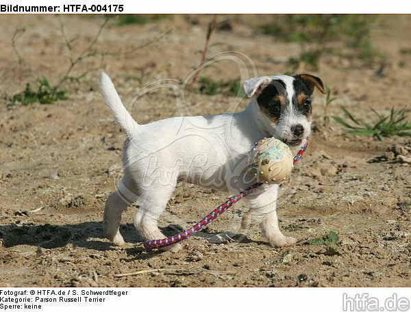 Parson Russell Terrier Welpe / parson russell terrier puppy / HTFA-004175