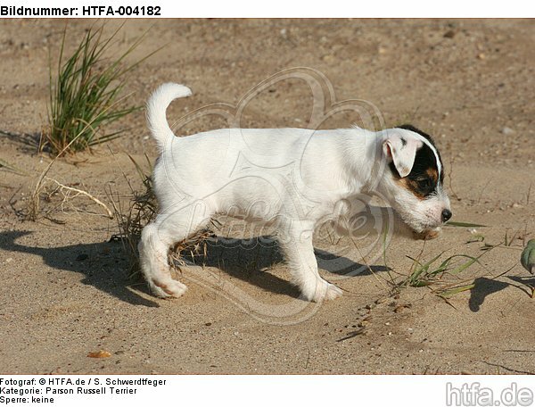 Parson Russell Terrier Welpe / parson russell terrier puppy / HTFA-004182
