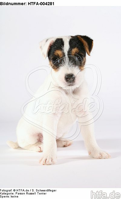 Parson Russell Terrier Welpe / parson russell terrier puppy / HTFA-004281