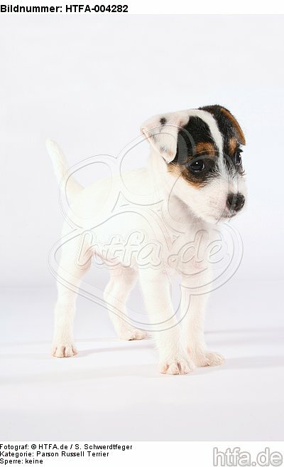 Parson Russell Terrier Welpe / parson russell terrier puppy / HTFA-004282