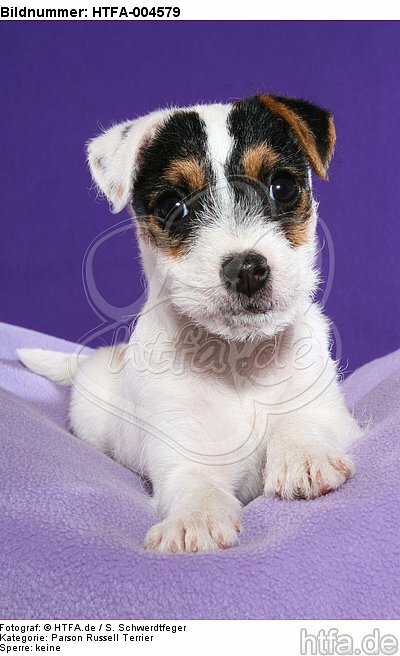 Parson Russell Terrier Welpe / parson russell terrier puppy / HTFA-004579