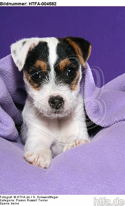 Parson Russell Terrier Welpe / parson russell terrier puppy / HTFA-004582