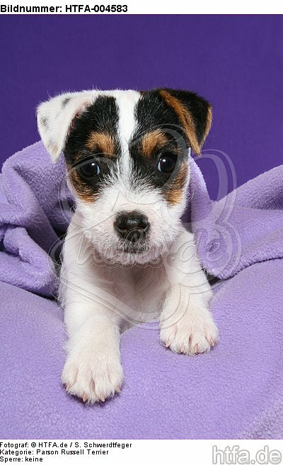 Parson Russell Terrier Welpe / parson russell terrier puppy / HTFA-004583