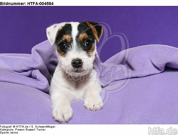 Parson Russell Terrier Welpe / parson russell terrier puppy / HTFA-004584